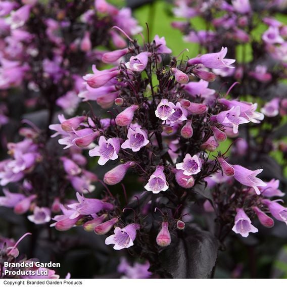 Penstemon 'Dark Towers'