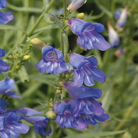 Penstemon heterophyllus 'Electric Blue'