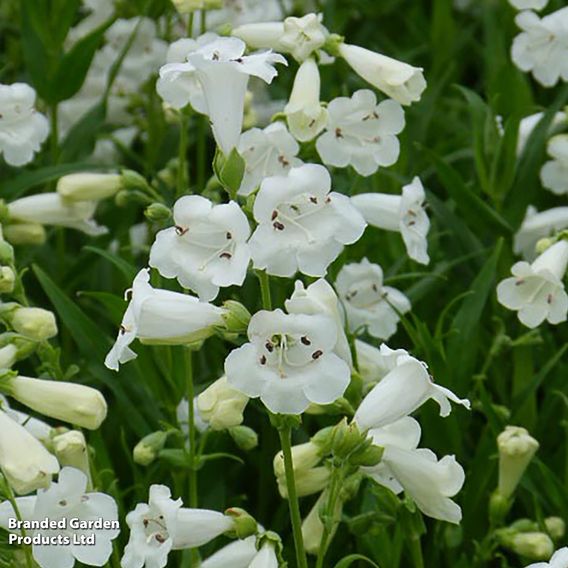 Penstemon 'White Bedder'