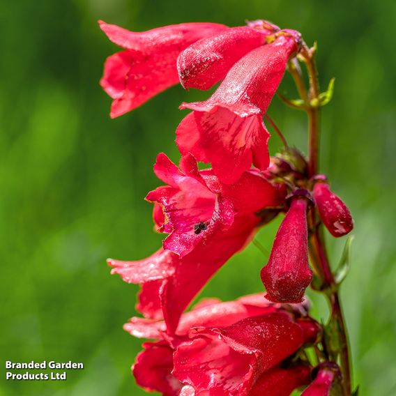 Penstemon 'Windsor Red'
