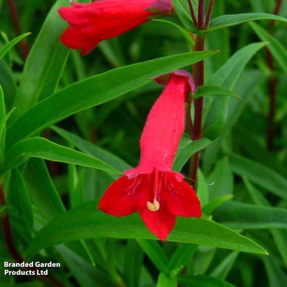 Penstemon 'Windsor Red'