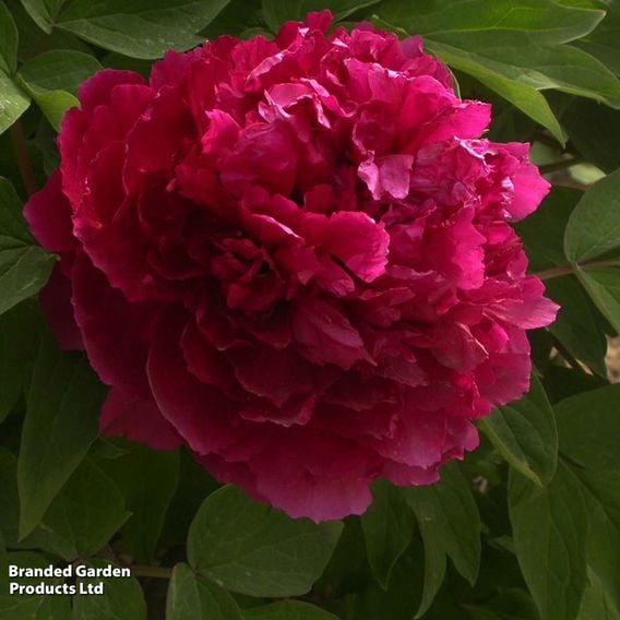 Tree Peony 'Bai Yuan Hong Xia'