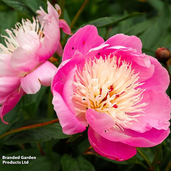 Peony Best Selling Collection