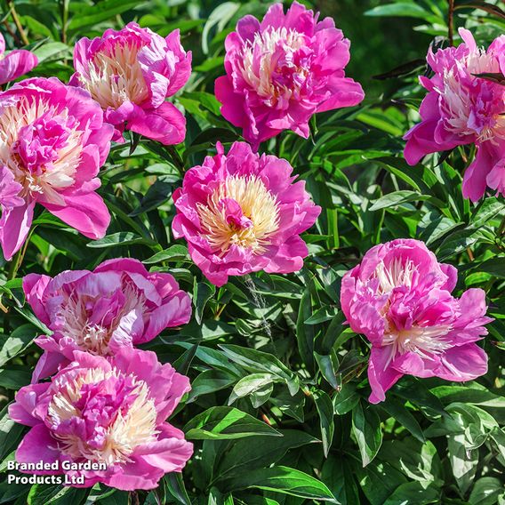 Peony Best Selling Collection