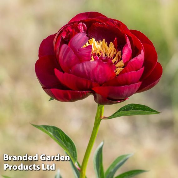 Peony 'Glamorous Duo'