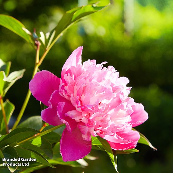 Peony 'Candy Stripe'