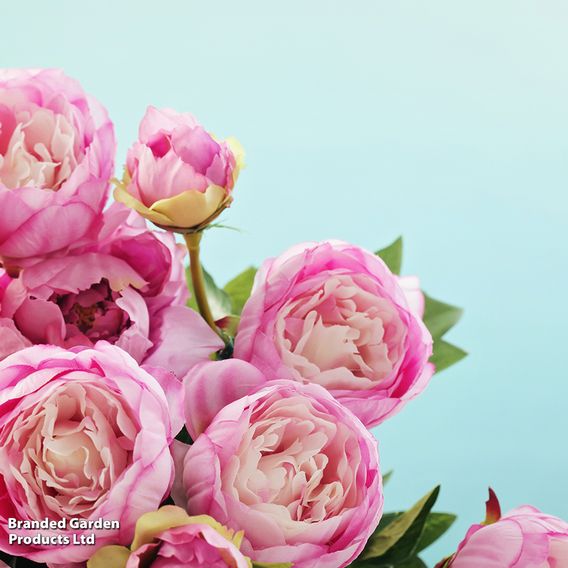 Peony 'Candy Stripe'