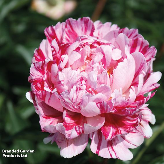 Peony 'Candy Stripe'