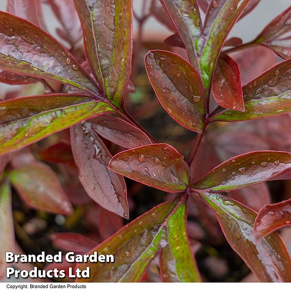 Peony 'Double Red'