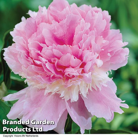 Peony 'Eden's Perfume'