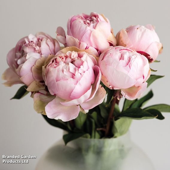 Peony Best Selling Collection