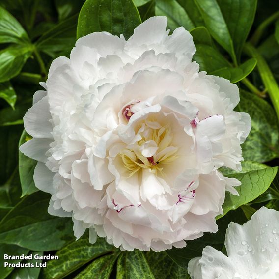 Peony Best Selling Collection