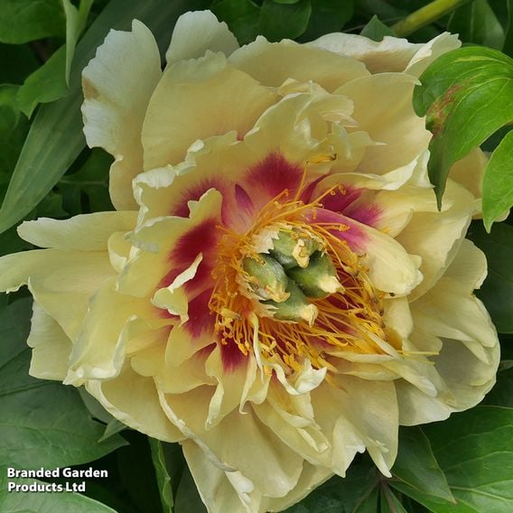 Peony 'Garden Treasure'