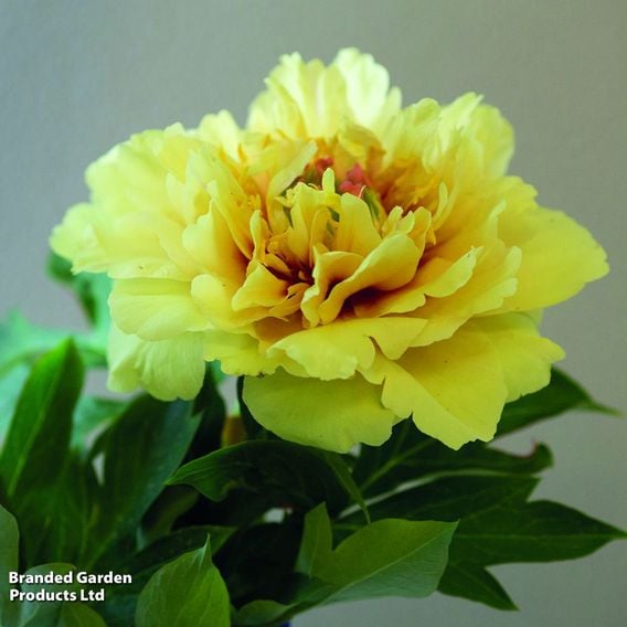 Peony 'Garden Treasure'
