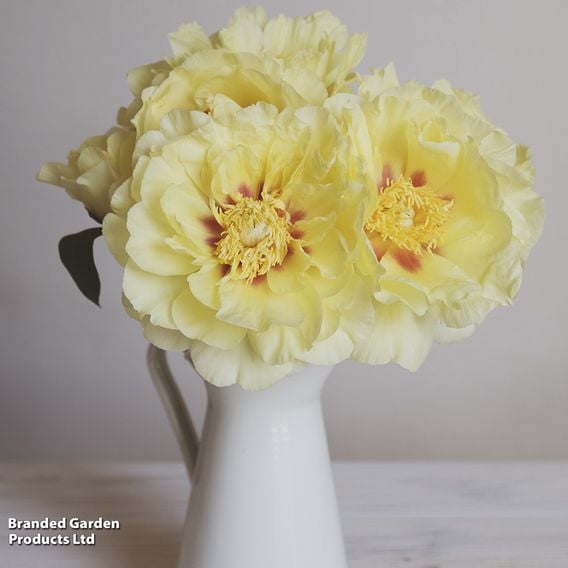 Peony 'Garden Treasure'