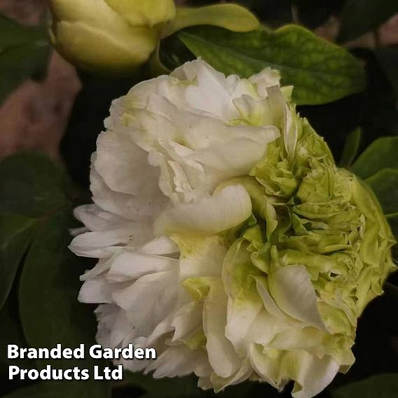 Tree Peony 'Fragrant Green Ball'