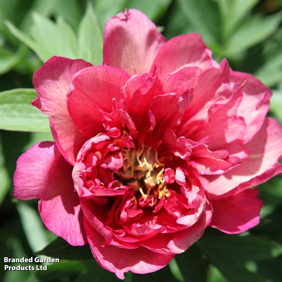Peony 'Hillary'