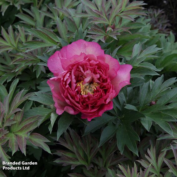 Peony 'Hillary'