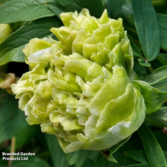 Tree Peony 'Lu Mu Ying Yu'