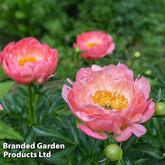 Peony 'Pink Hawaiian Coral'