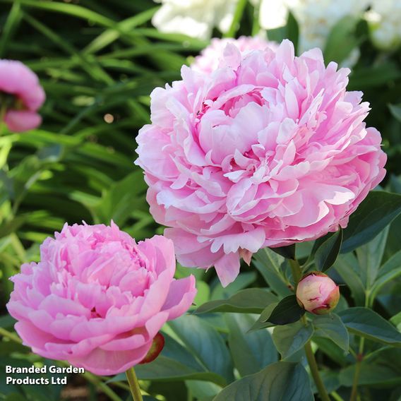Peony Best Selling Collection