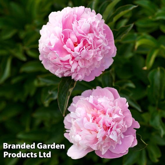 Peony 'Glamorous Duo'