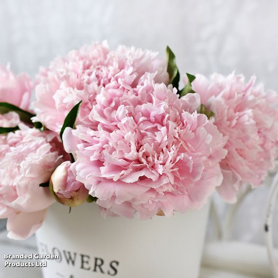 Peony Best Selling Collection