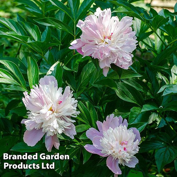 Peony 'Sorbet'