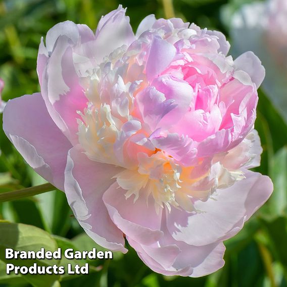 Peony 'Sorbet'