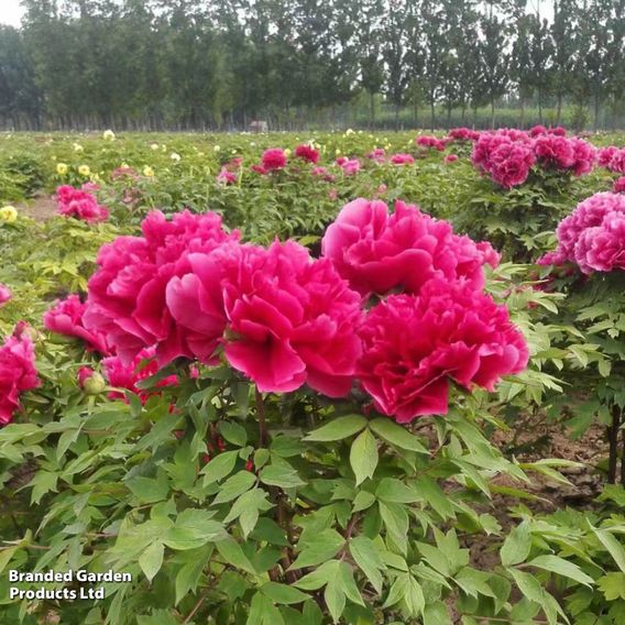 Tree Peony 'Kao'