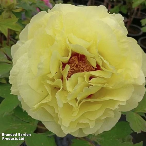Tree Peony 'Okan'