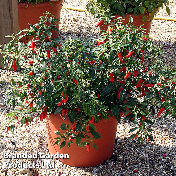 Chilli Pepper 'Apache' F1 Hybrid