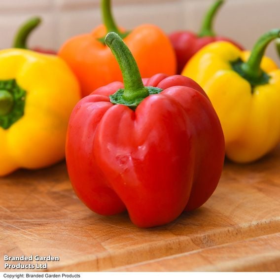 Sweet Pepper 'Aurora Red Eclipse'