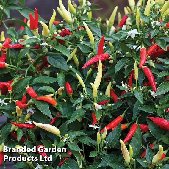 Chilli Pepper 'Basket of Fire' F1