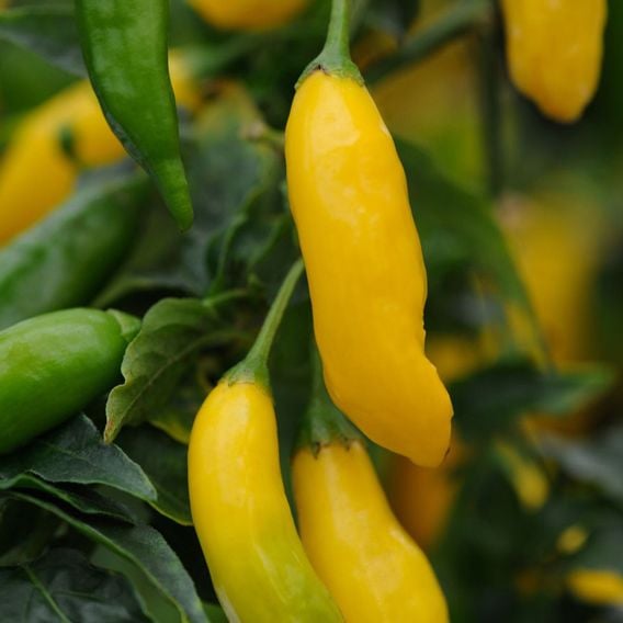 Chilli Pepper 'Hot Lemon' - Seeds
