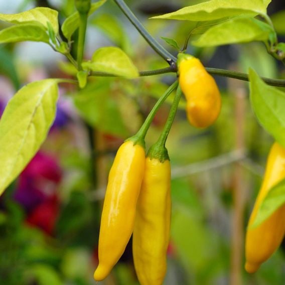 Chilli Pepper 'Hot Lemon' - Seeds