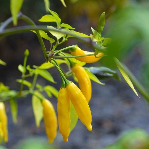Chilli Pepper 'Hot Lemon' - Seeds