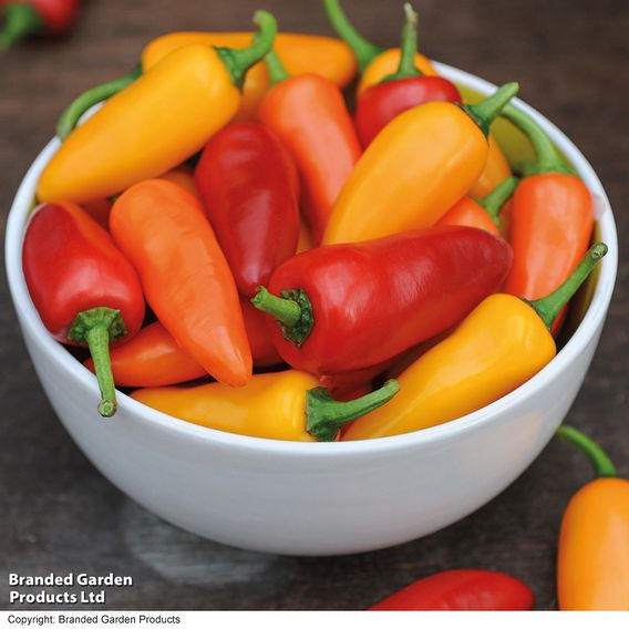 Nurseryman's Choice Chilli Pepper