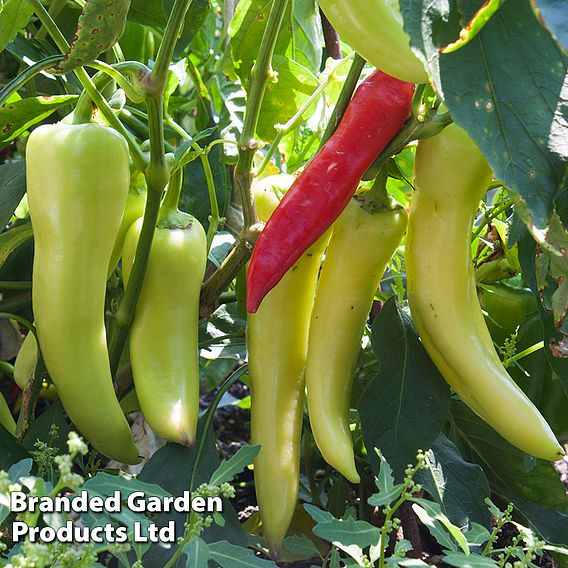 Chilli Pepper 'Hot Banana'