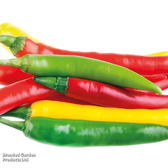 Nurseryman's Choice Chilli Pepper