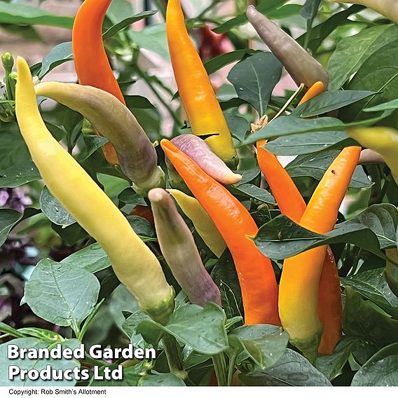 Chilli Pepper 'Jazz' F1 - Seeds