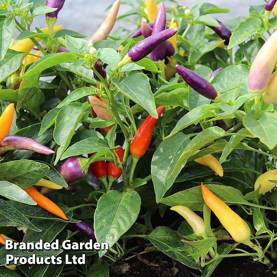 Chilli Pepper 'Jazz' F1 - Seeds