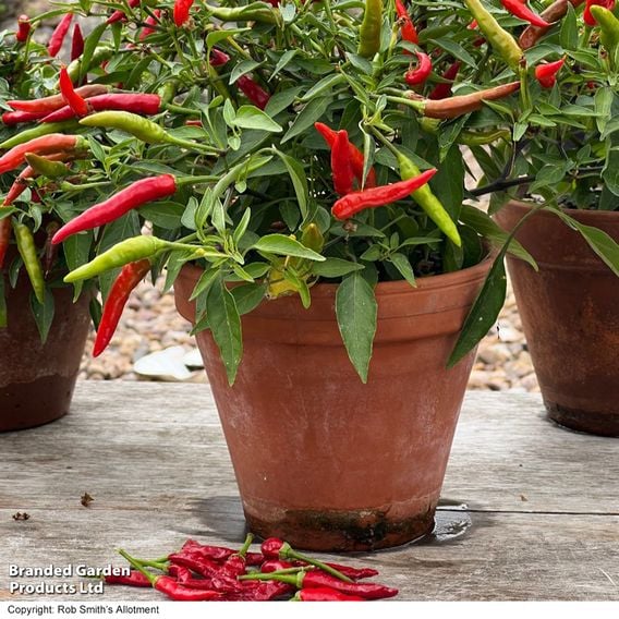 Chilli Pepper 'Quick Fire' (Medium)