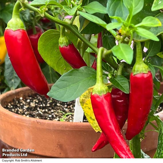 Chilli Pepper 'Sizzler'