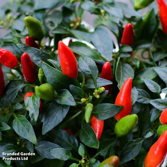 Chilli Pepper 'Fiery Flames'