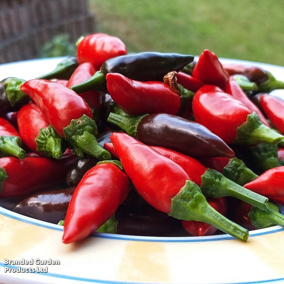 Chilli Pepper 'Fiery Flames'