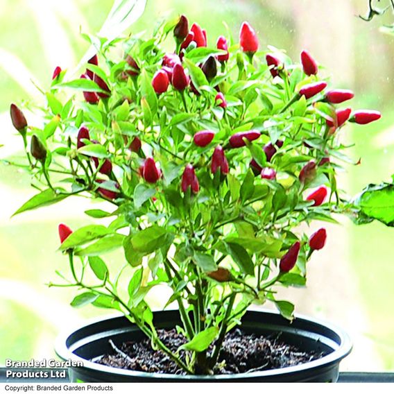 Chilli Pepper 'Fiery Flames'