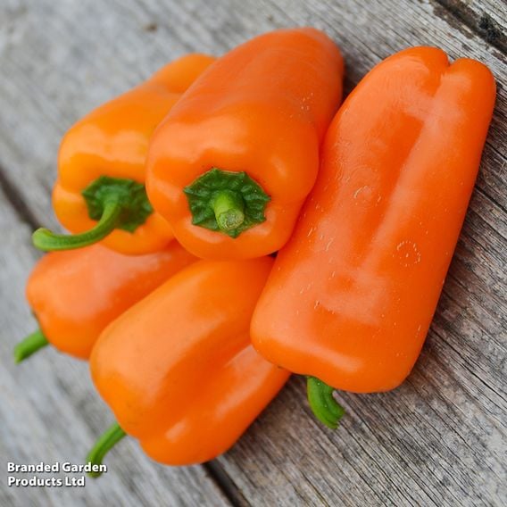 Sweet Pepper 'Hamik Orange'