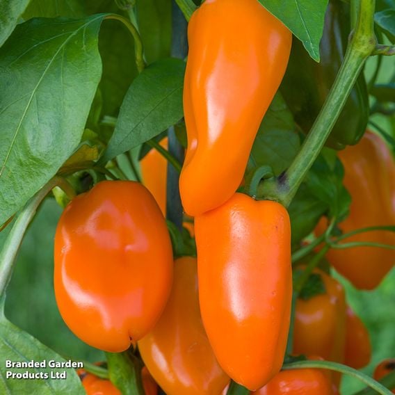 Sweet Pepper 'Hamik Orange'