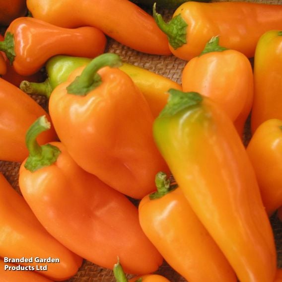 Sweet Pepper 'Hamik Orange'